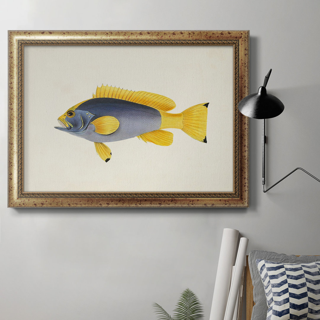 Tropical Fish Collection V - Picture Frame Graphic Art on Canvas Rosecliff Heights
