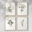 «Vintage Floral Print», impression encadrée CLxxvi - ensemble de 4-984176399-984176398