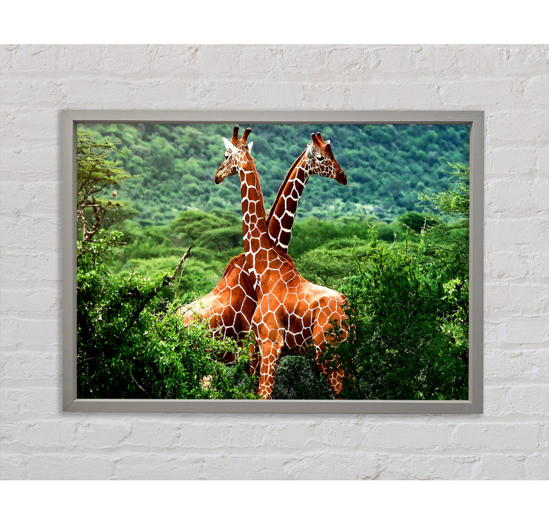 Giraffen Afrika - Druck