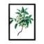 «Leaves Plants IV», reproduction sur toile encadrée-59638318-59638332