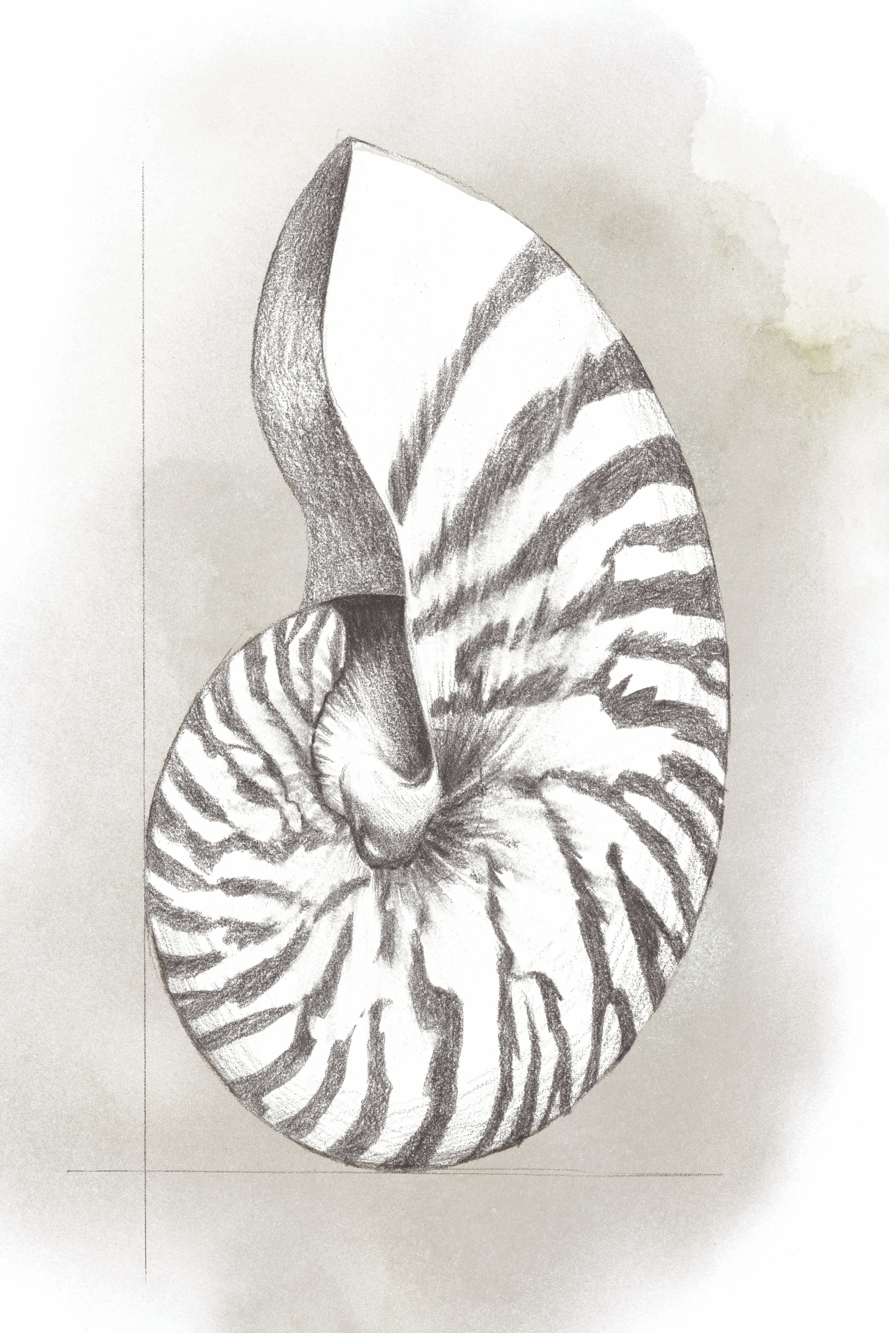 Highland Dunes Shell Diagram III | Wayfair.ie