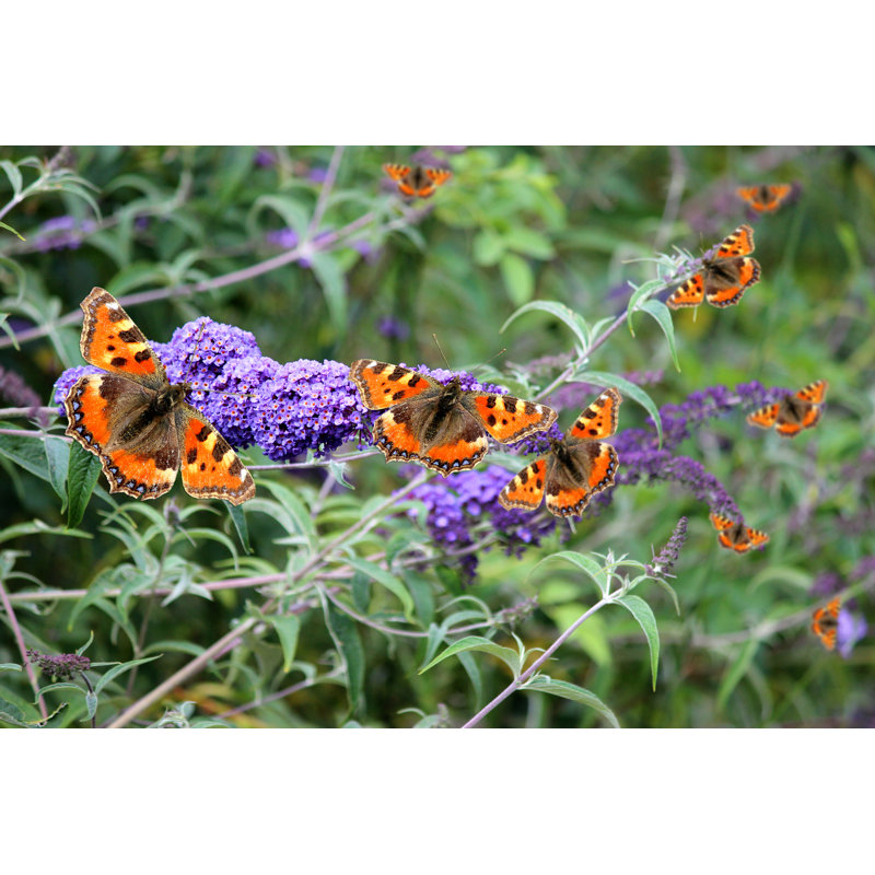 Papillons sur des fleurs de Buddleia mauves par Mtreasure, H 12 po x l 18 po