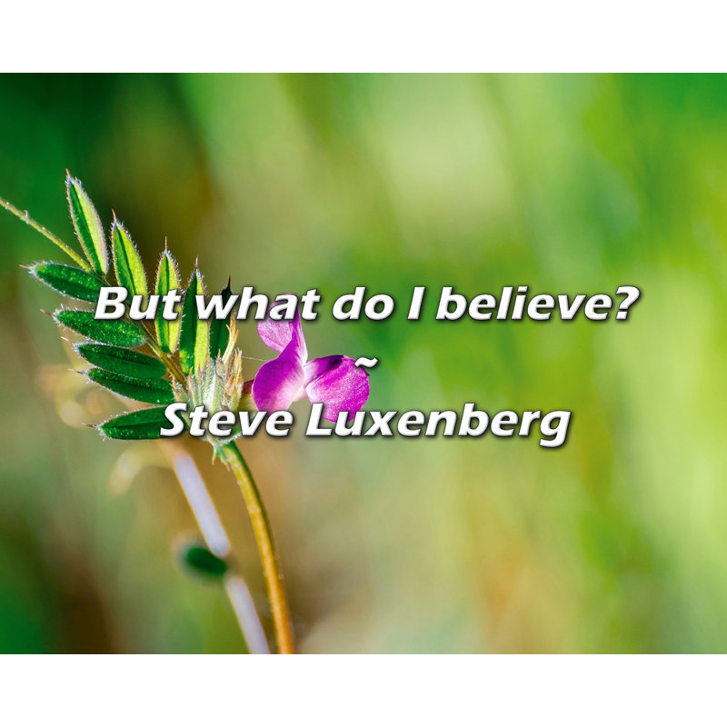 Steve Luxenberg, citation: Mais que crois-je?, H 15 po x l 18 po