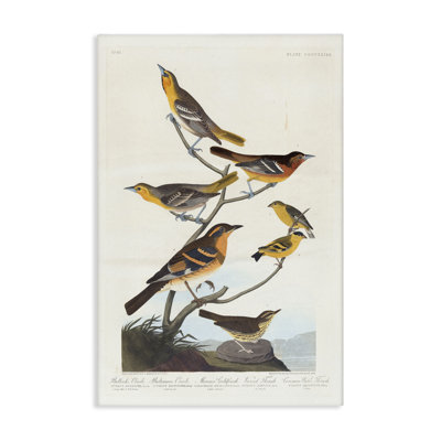 Classic Bullock's Oriole Study Canvas Wall Art by one1000paintings