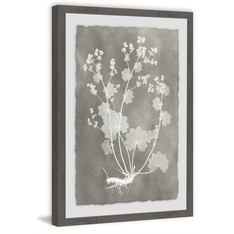 Herbarium Study II - Single Picture Frame Print, 91cm H x 61cm W 