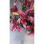 Lys prune 37,5 po Stargazer-606907633-606907635