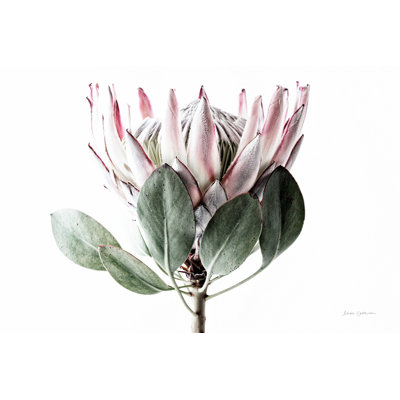 Protea pâle - détail III