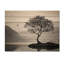 Photographie d'arbre noir et blanc au bord du lac I - montagnes, bois sur pin naturel-101403721