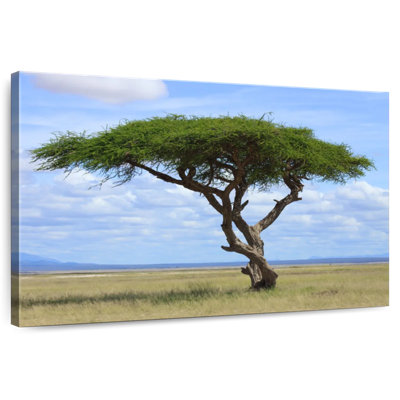 Harnek Acacia Tree In Savannah
