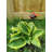 Staten Metal Animals Garden Stake