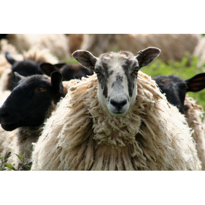 Moutons dans les Cotswolds par Moonstone Images