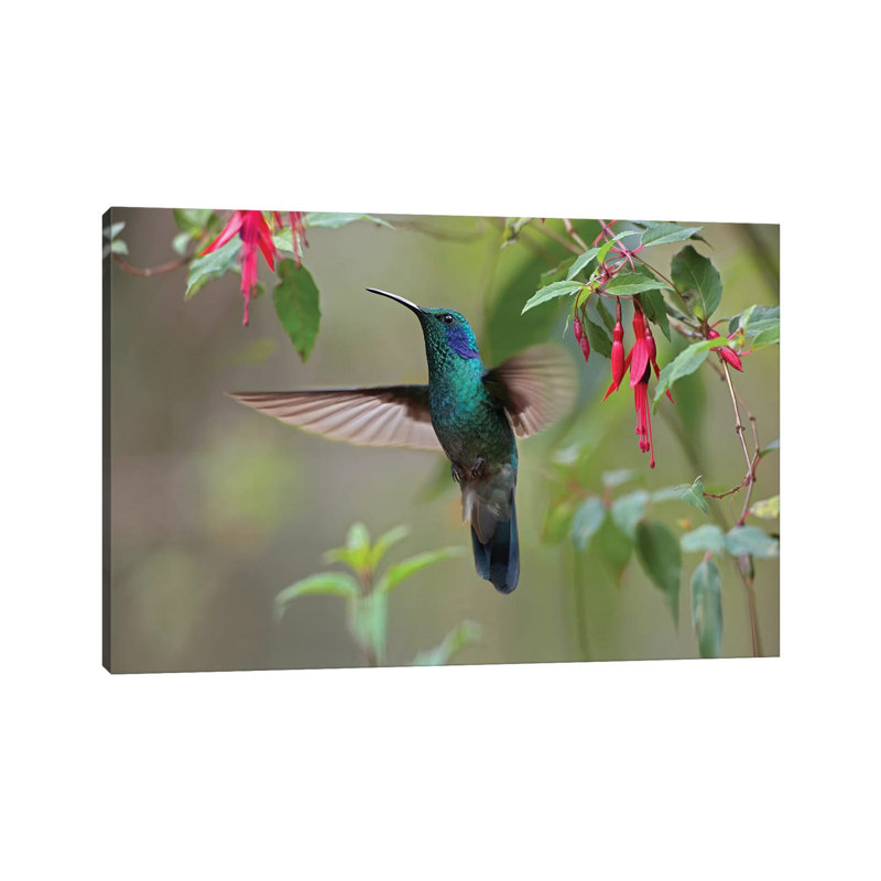 Green Violet-Ear Hummingbird Foraging, Costa Rica by Tim Fitzharris - Wrapped Canvas Print, 20.32 cm H x 30.48 cm W