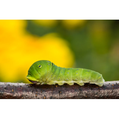 Deshala " Caterpillar "