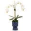 Cruz Realtouch Pedestal Orchid