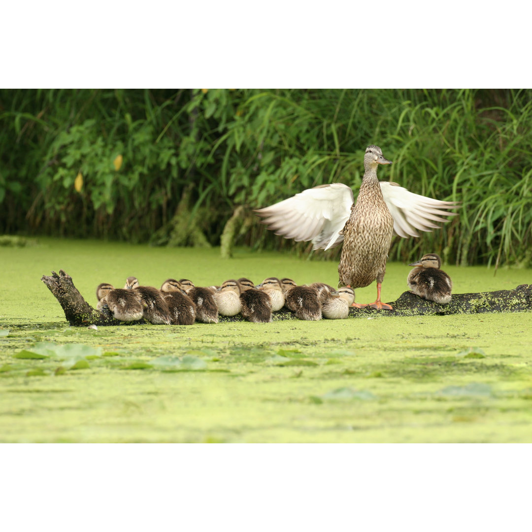 Mutter Duck mit ihren Kindern