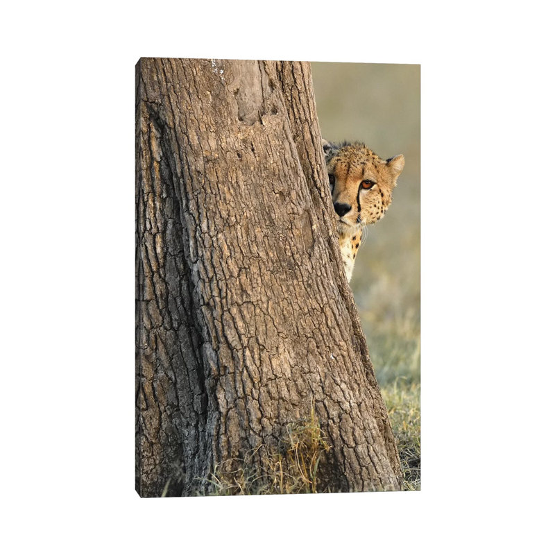 Shy Cheetah by Elmar Weiss - Wrapped Canvas Print, 30.48cm H x 20.32cm W x 1.9cm D