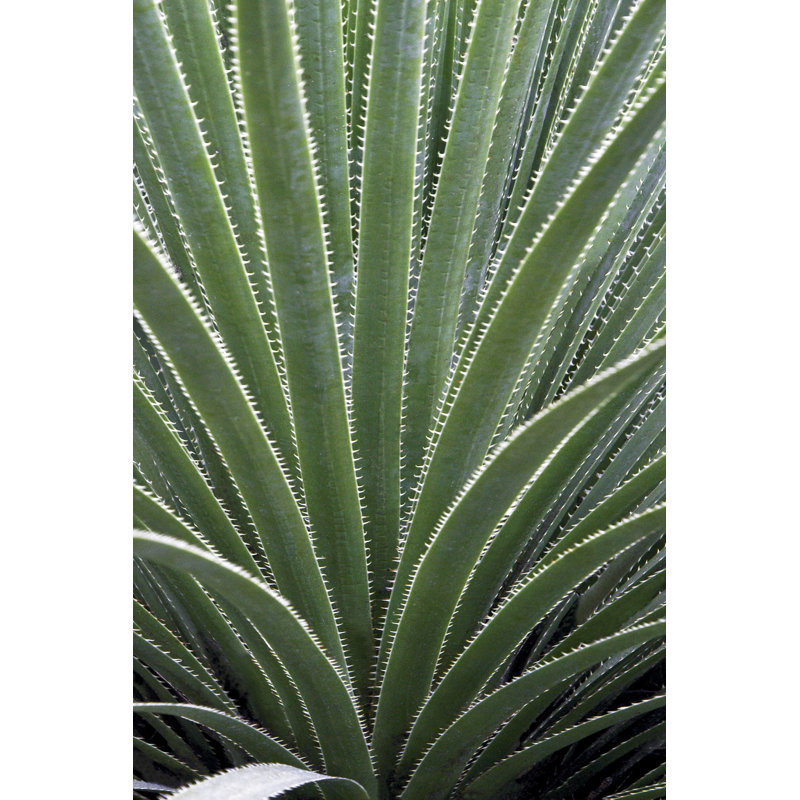 " Cactus Celery ", 12" H x 8" W x 1.25" D