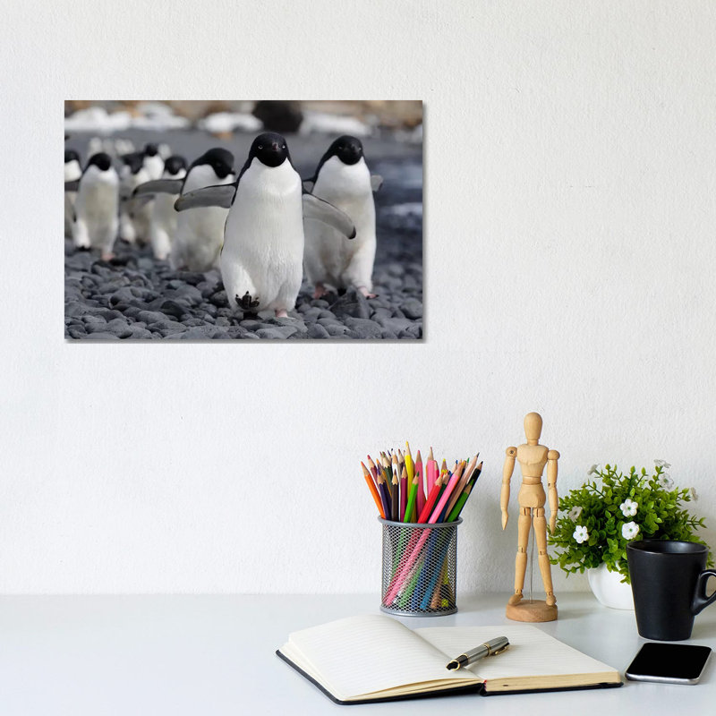 Adelie Penguin Group Marching To Colony, Antarctic Peninsula, Antarctica by Hiroya Minakuchi - Wrapped Canvas Print
