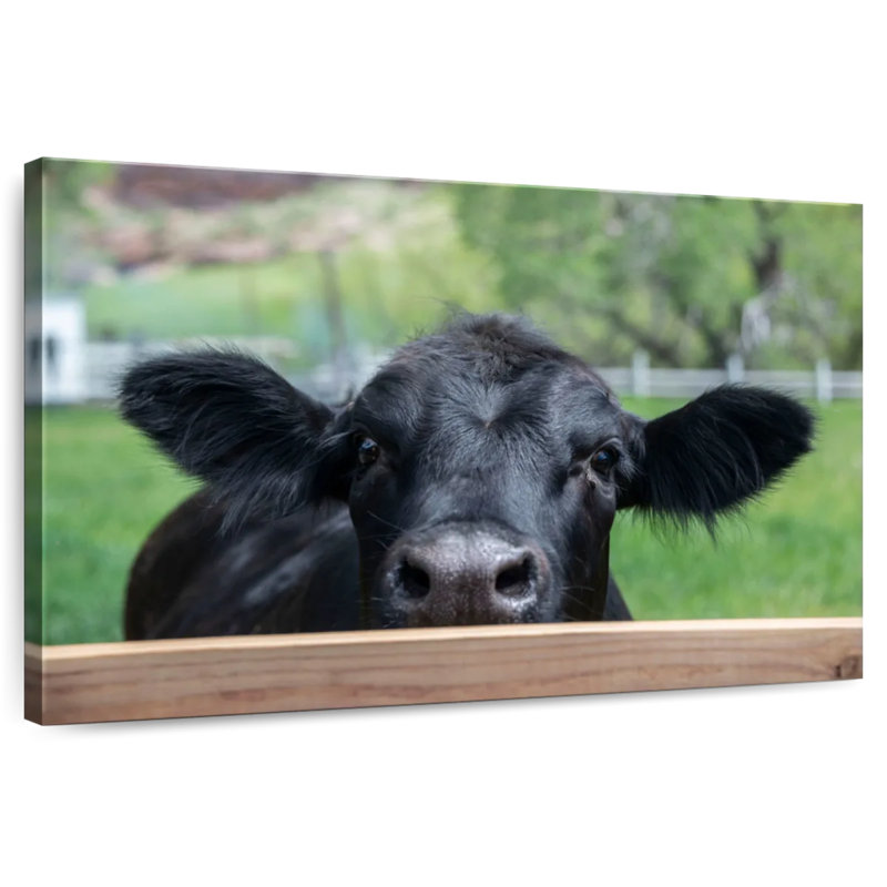 Brampt Nosy Ranch Cow, 20" H x 30" W