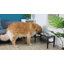 Support à 3 bols en métal à hauteur ajustable pour grands chiens avec tapis et trois bols à eau 58 oz
