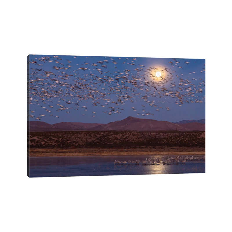 USA, New Mexico, Bosque Del Apache National Wildlife Refuge. Full Moon And Bird Flocks. by Jaynes Gallery - Wrapped Canvas Print