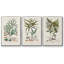 " Botanical Society Ferns VI " 3 - Pieces-91891203-91891209