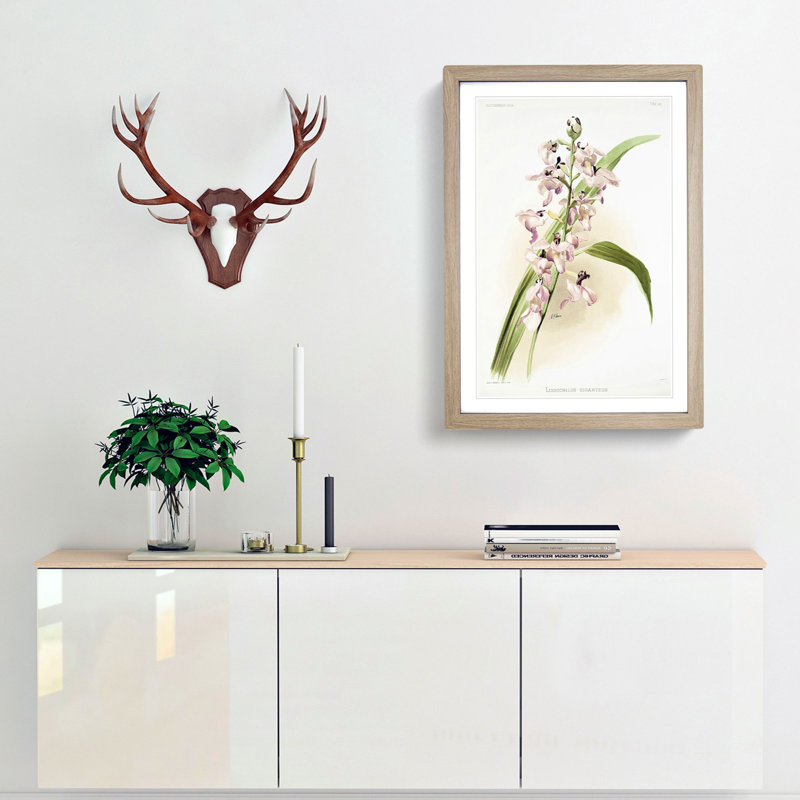 Magnolia Flowers Illustration Tab. 80 by Frederick Sander - Picture Frame Painting Print, Oak, 76cm H x 50cm W x 2cm D