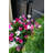 Lifelike Petunia Urn Filler - Purple and Yellow-1845585724