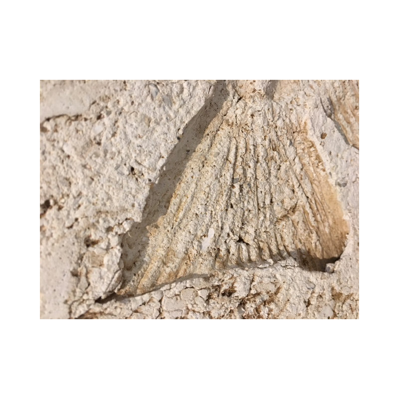 6" x 6" SeaStone Fish Tail Fossil Bevel Edge Medallion Tile in Buff