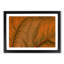 Leaf Veins - Picture Frame Photograph Print-55772189-55772195