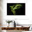 Alexandrine Parakeet-107833822