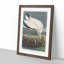 Wood Stork by John James Audubon - Picture Frame Painting Print-55612963-55612962