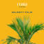 Majesty Palm Tree in Planter