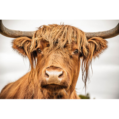 Higland Cow - Photographie sur toile tendue
