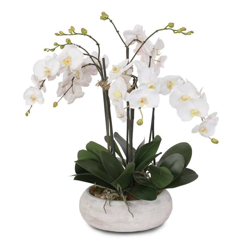 Two Tone White Silk Phalaenopsis Orchids With Reindeer Moss And Bamboo Pole In Stone Wash Round Pot