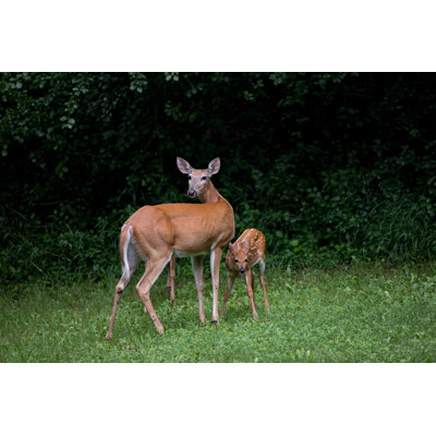 Sunfield White-Tailed Deer - Wrapped Canvas Print
