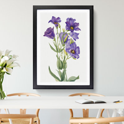Eustoma Russelianum by Mary Vaux Walcott - Picture Frame Painting