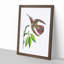 Purple-Tailed Hummingbird by George Shaw - Picture Frame Painting Print-55616585-55616584