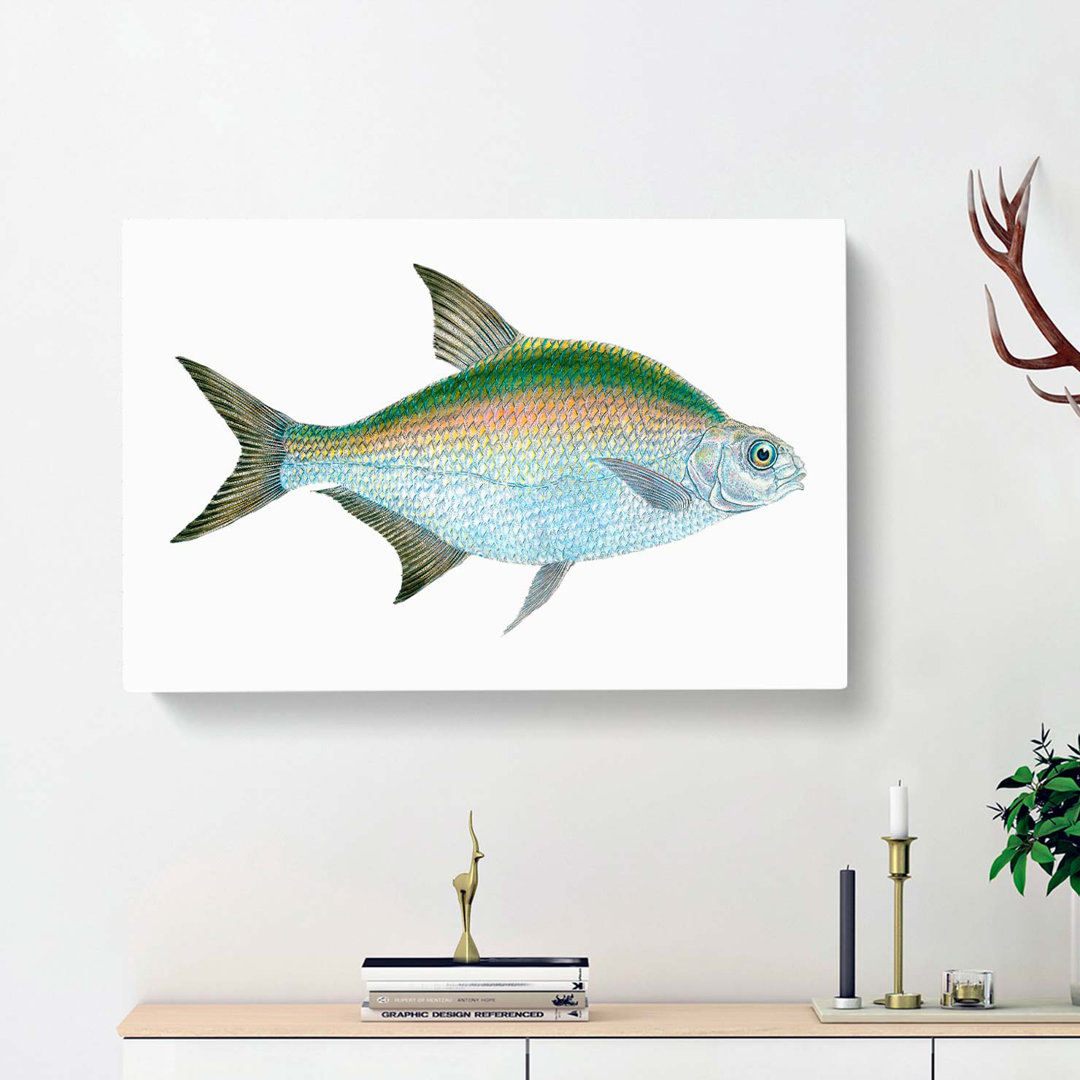 Bream Fish by Edward Donovan - Wrapped Canvas