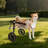 Pet Wheels Dog Wheelchair