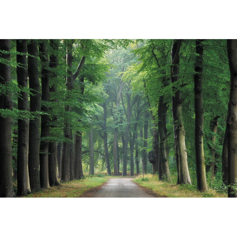 Lumière filtrée sur toile par Martin Podt, H 24 po x l 36 po x P 1,25 po