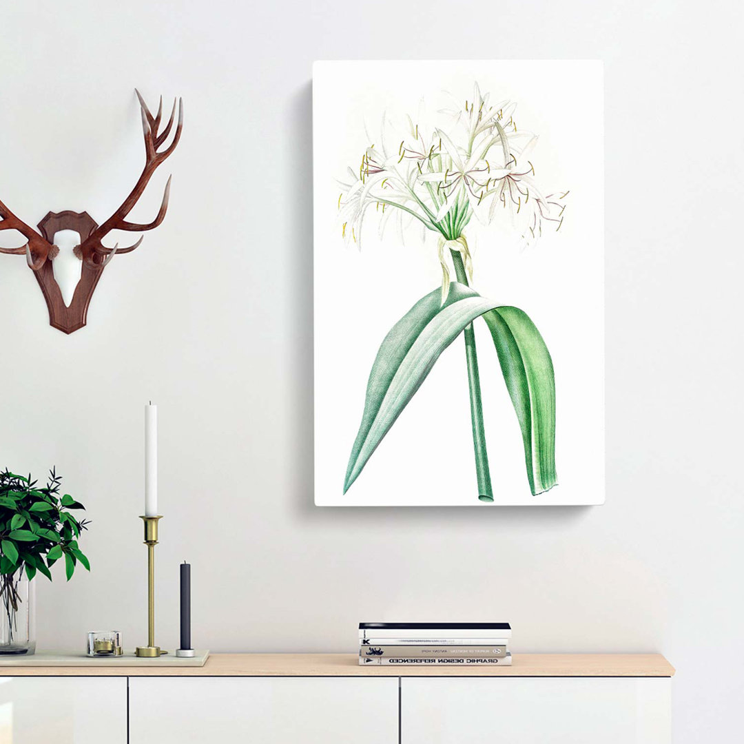 Florida Swamp Lily by Pierre-Joseph Redoute - Wrapped Canvas