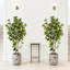 150cm Plant-372818856
