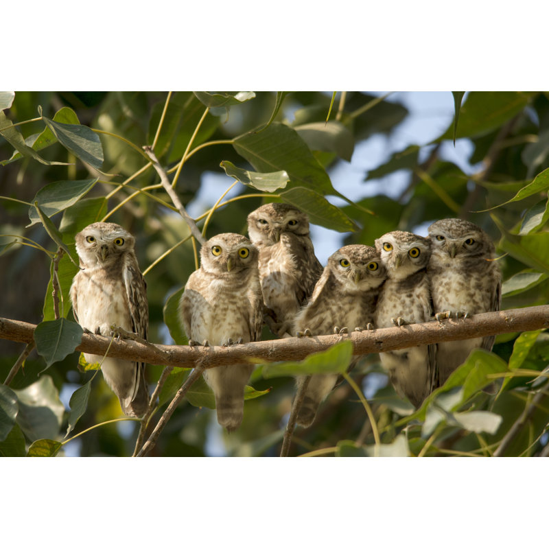 Owl Family by Tariq Sulemani - Wrapped Canvas Print, 51cm H x 76cm W