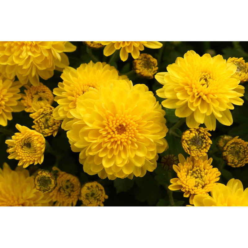 «Yellow Chrysanthemums as fond» par Kevin Studio - photographie sur toile tendue, L 12 po x H 8 po