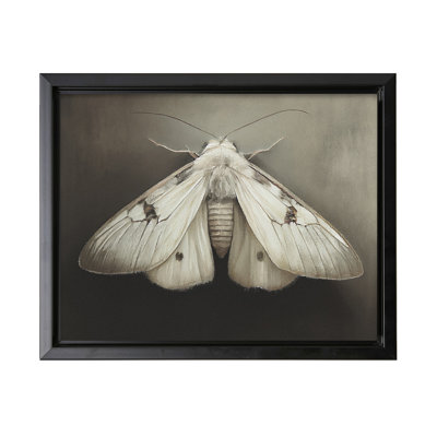 Papillon de nuit