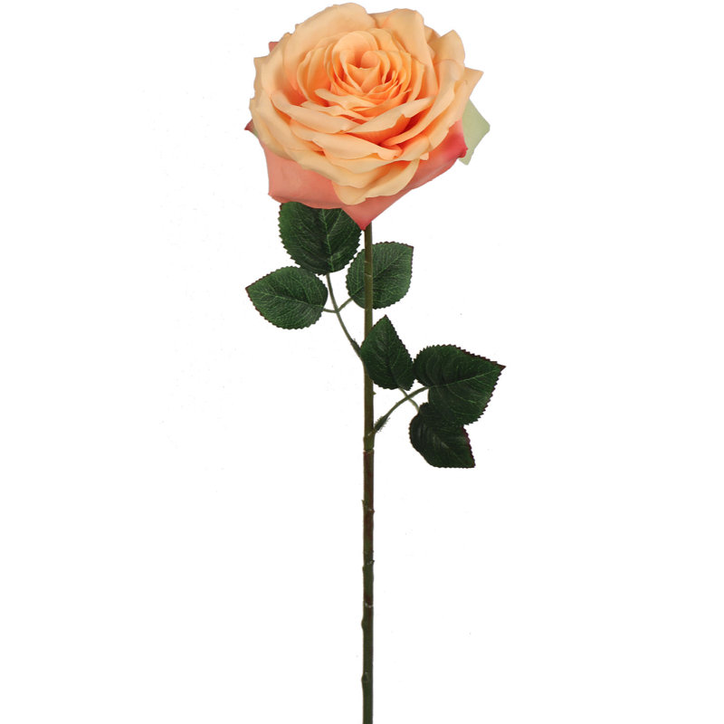 Roses Stem, Apricot