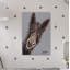 Rufus The Donkey - Wrapped Canvas Print-1418008585