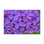 « lilas fleur », reproduction de photo sur toile tendue