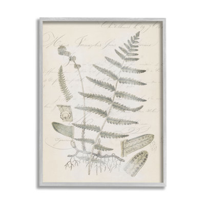 " Latin Study Vintage Fern Botanical " by Tina Higgins Designs, Inc.
